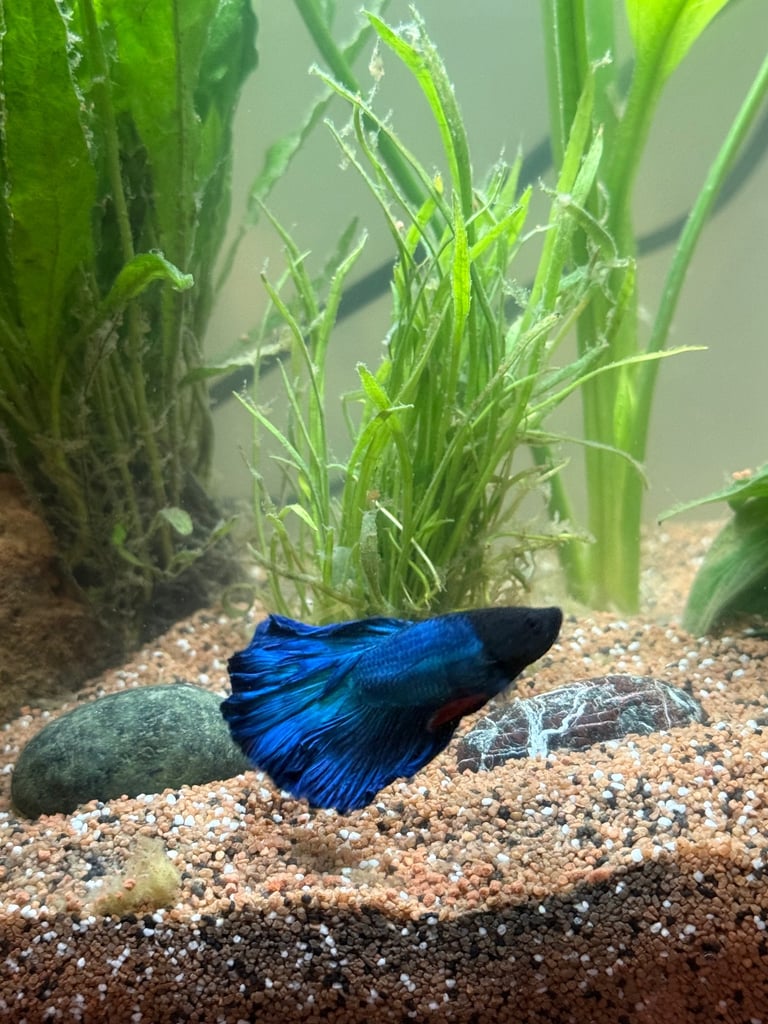 Blue Siamese Fighting Fish 