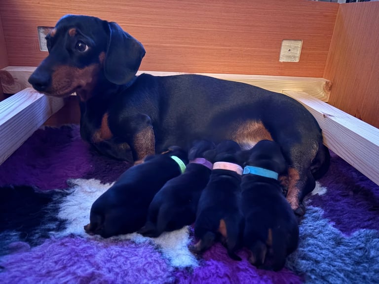image for Miniature dachshund puppies 