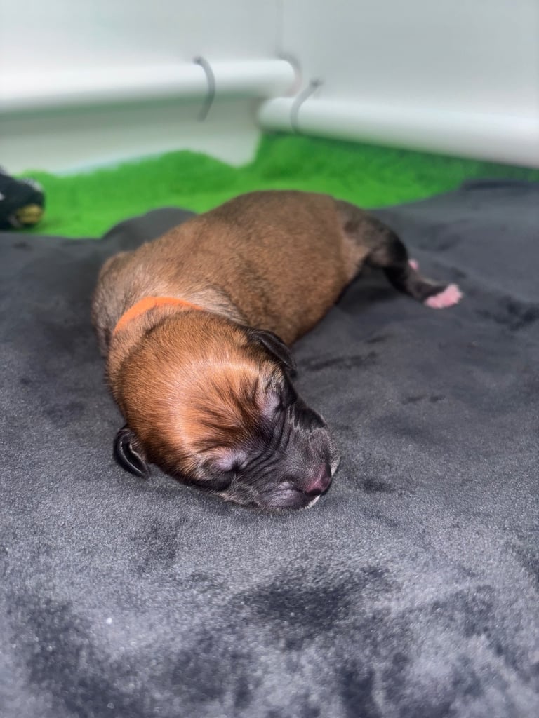 Saluki Bull Greyhound Puppies