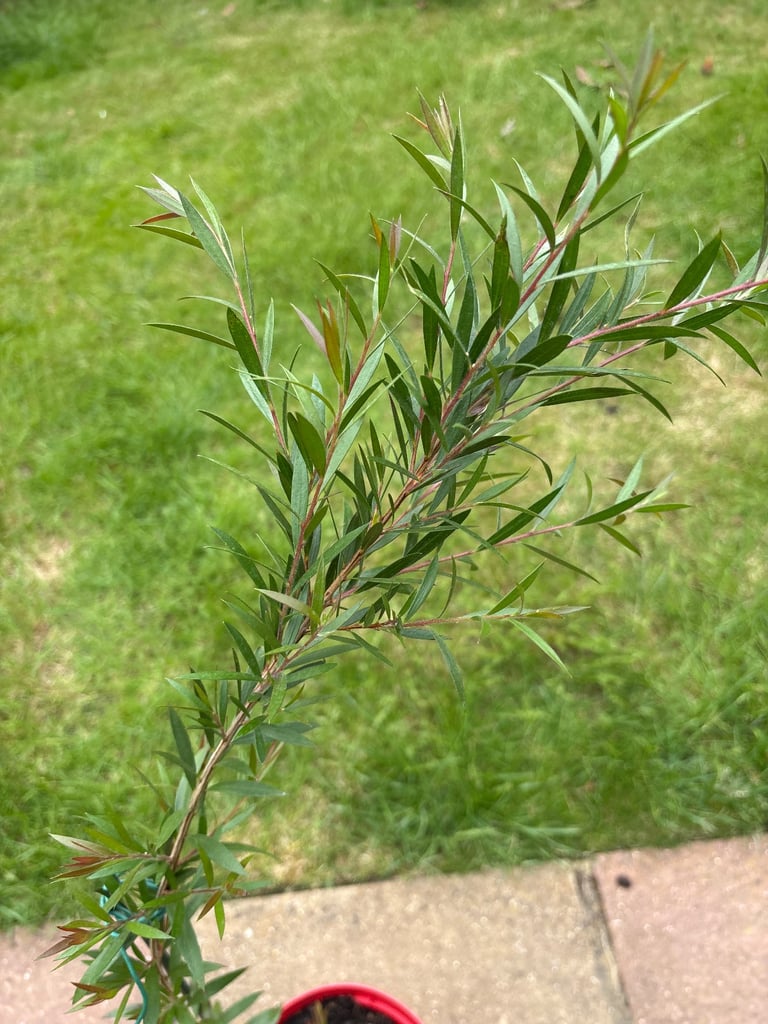 image for Bottle brush plant (Callistemon Citrinus)