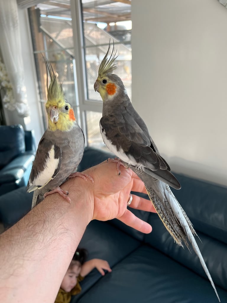 Budgies and cocktail for sale