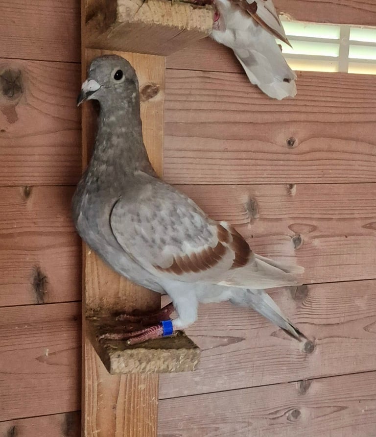 Racing pigeon 