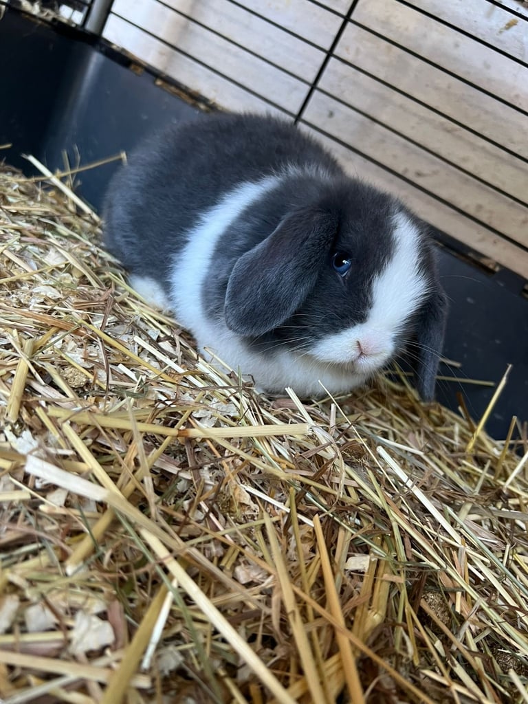 Mini lop buns 