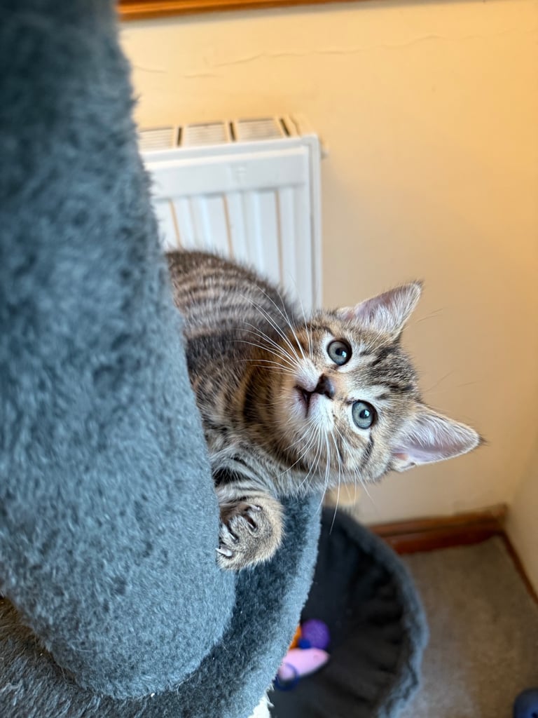 4 x kittens for sale 