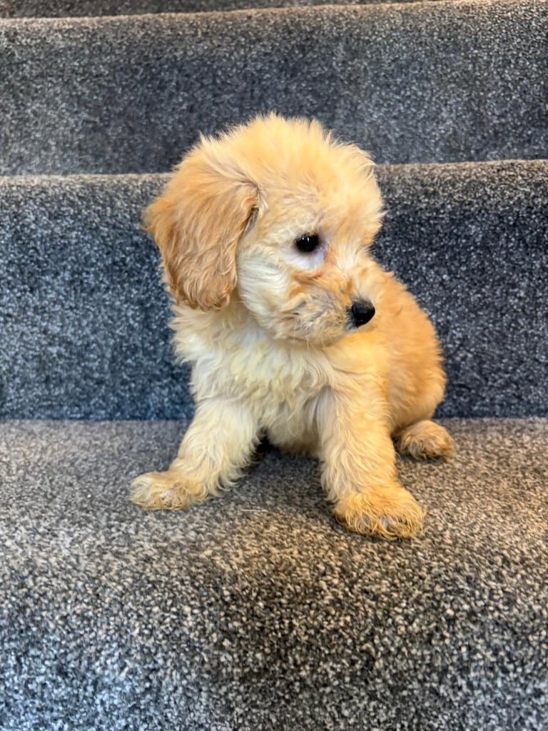 Coton noodle puppies ready now