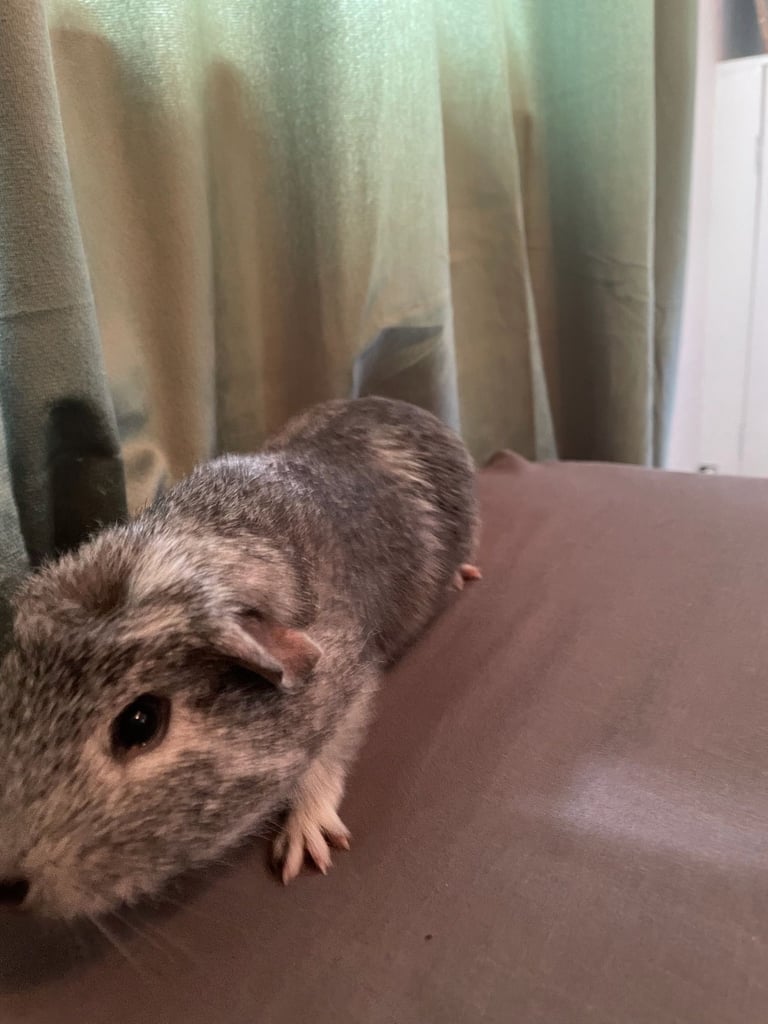 Guinea pigs x2 boys fully bonded 