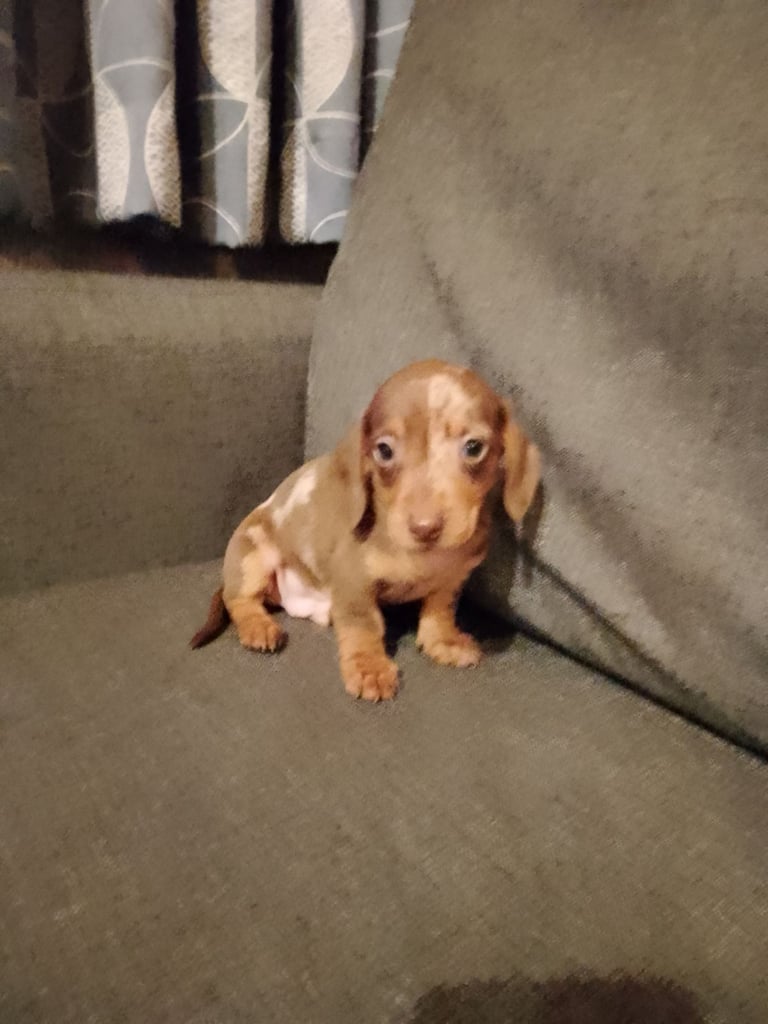 Miniature Dachshund