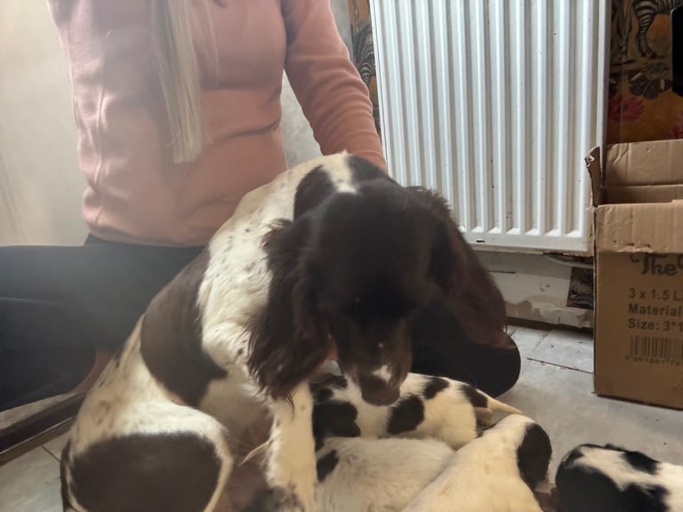 Spaniel-dogs in Hampshire Dogs Puppies for Sale Gumtree