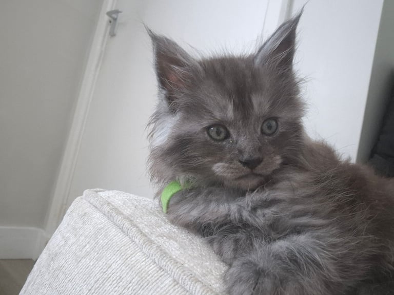 Maine coon kittens