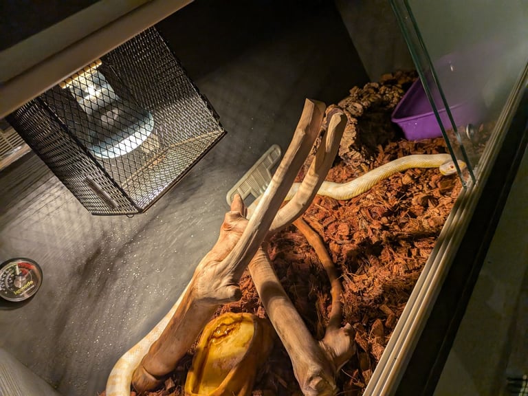 image for Corn snake with setup
