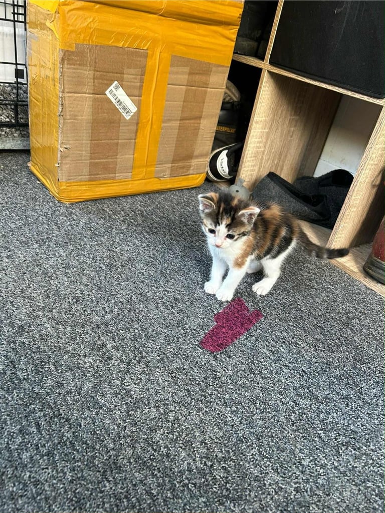 Kittens ready to go next week!