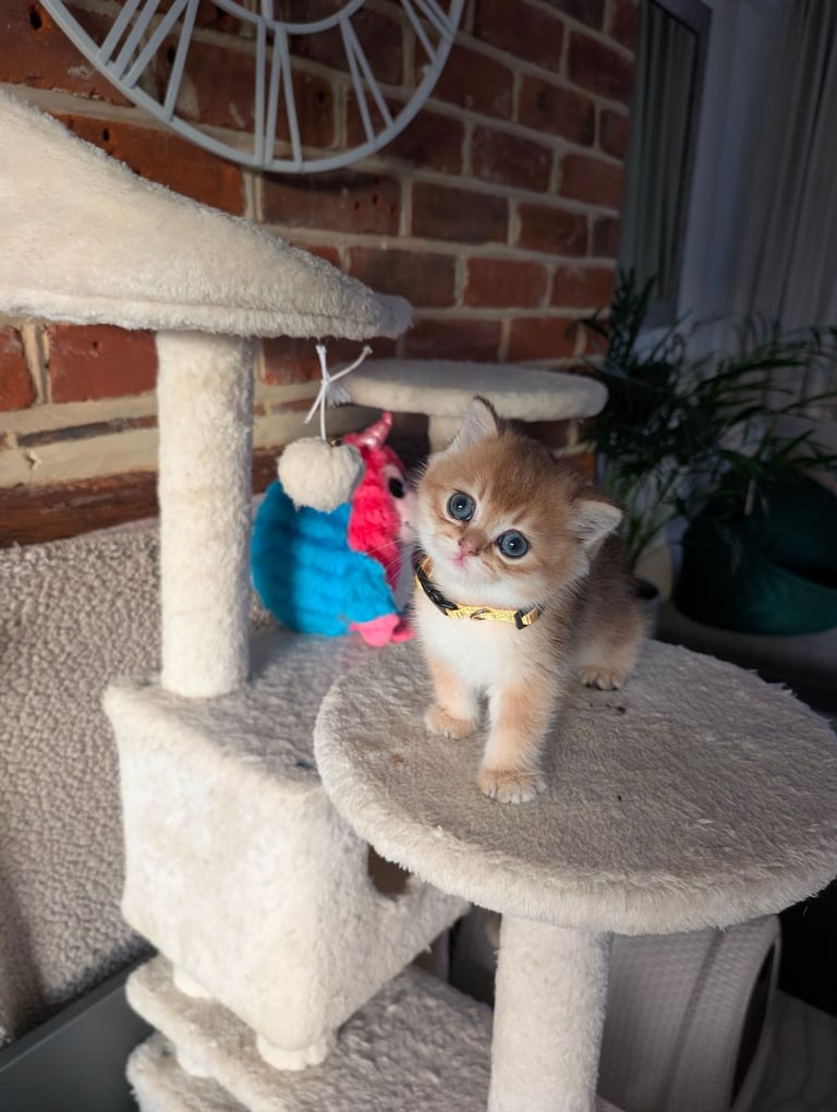 Gold British Shorthair kittens