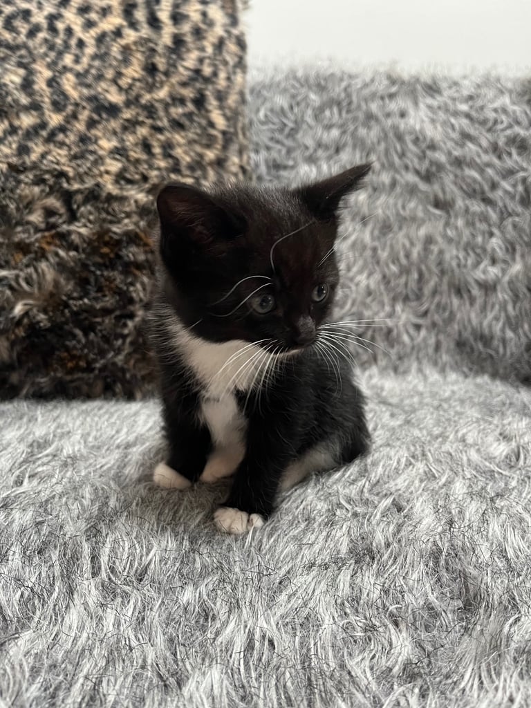 5 tabby kittens for sale 