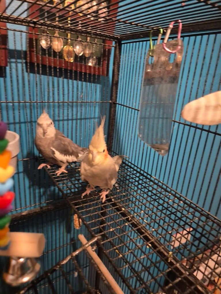 Two cockatiels for sale with cage 