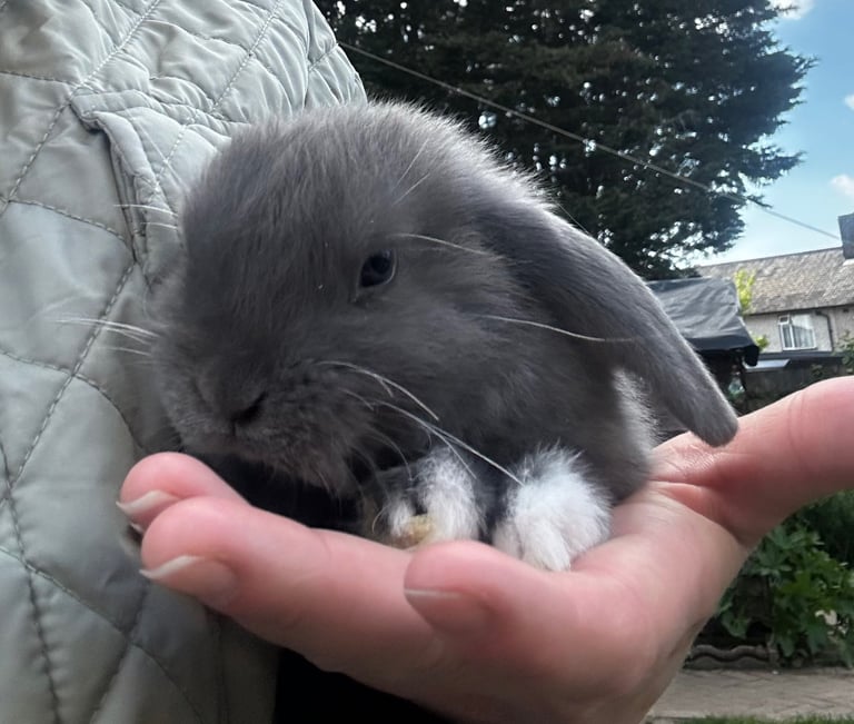 Mini lop baby rabbits