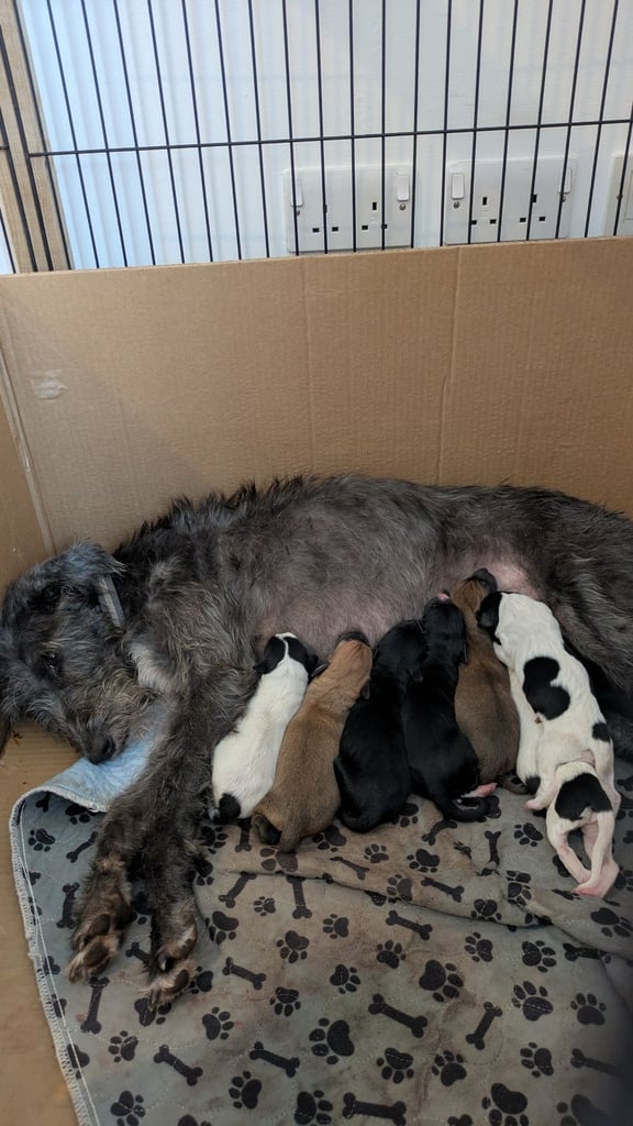 Pups for sale 