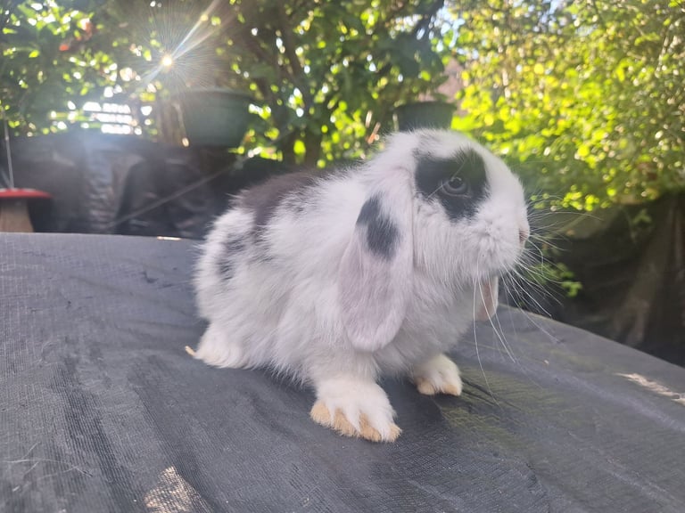 Beautiful pure bred mini lop babie rabbits 
