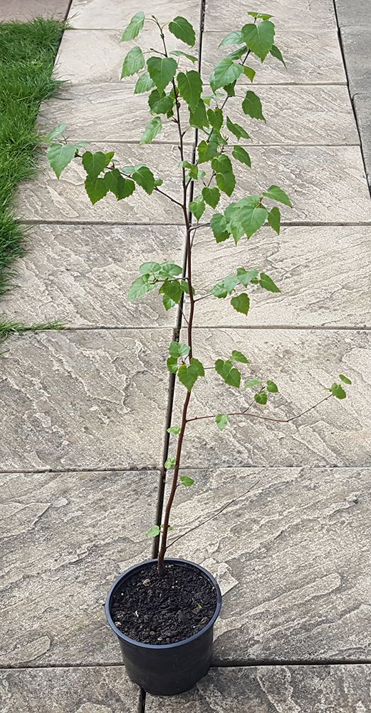Silver Birch Sapling - Betula Pendula - In Pot