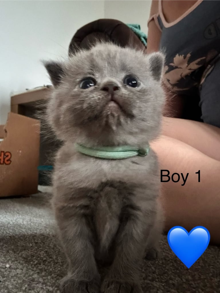 British blue kittens