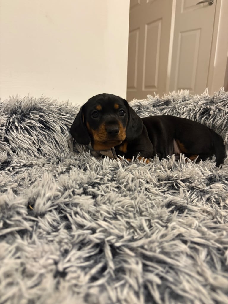 Male miniature dachshund 