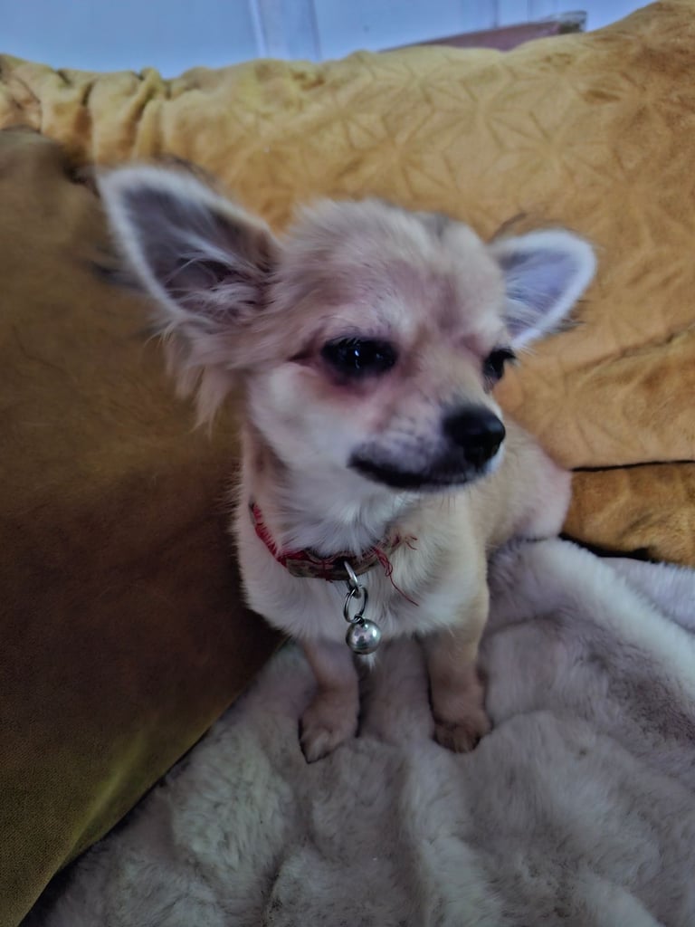 Chihuahua 