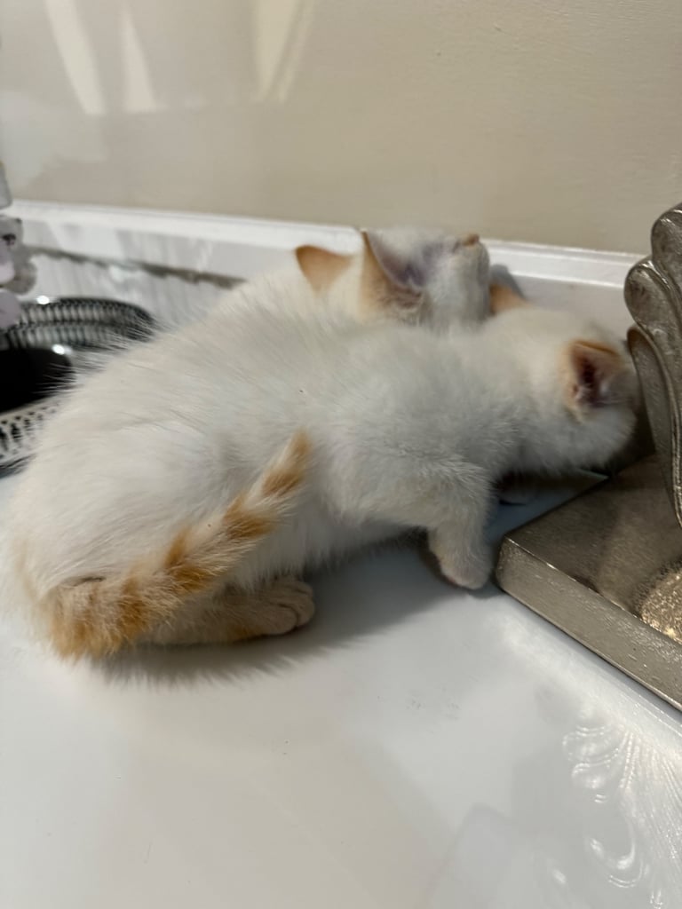 Flame point shorthair kittens 