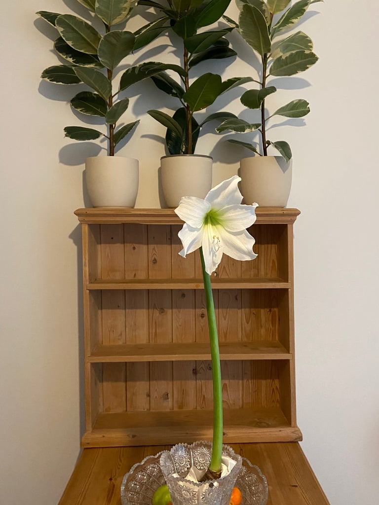 ‼️URGENT QUICK SALE pine wood  ‘ sanded’ Shelve unit 