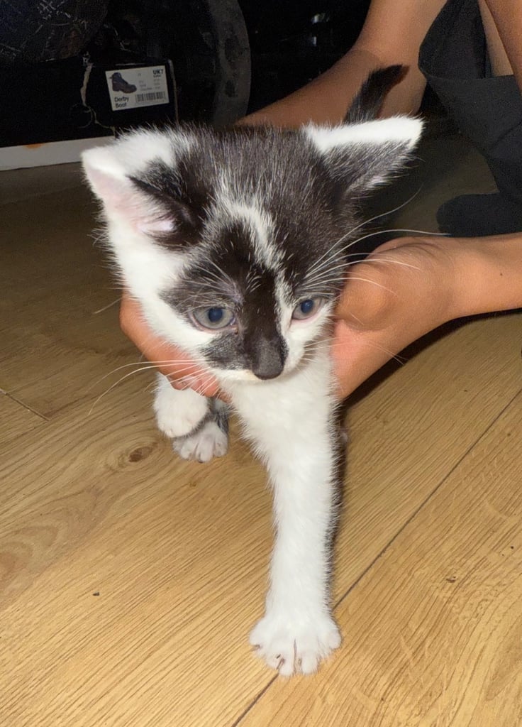 3 kittens 