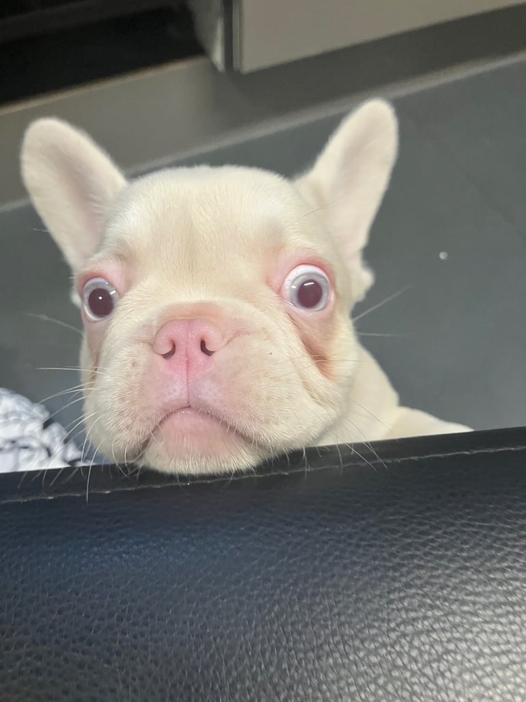 3x 11 week old French Bulldogs for sale!