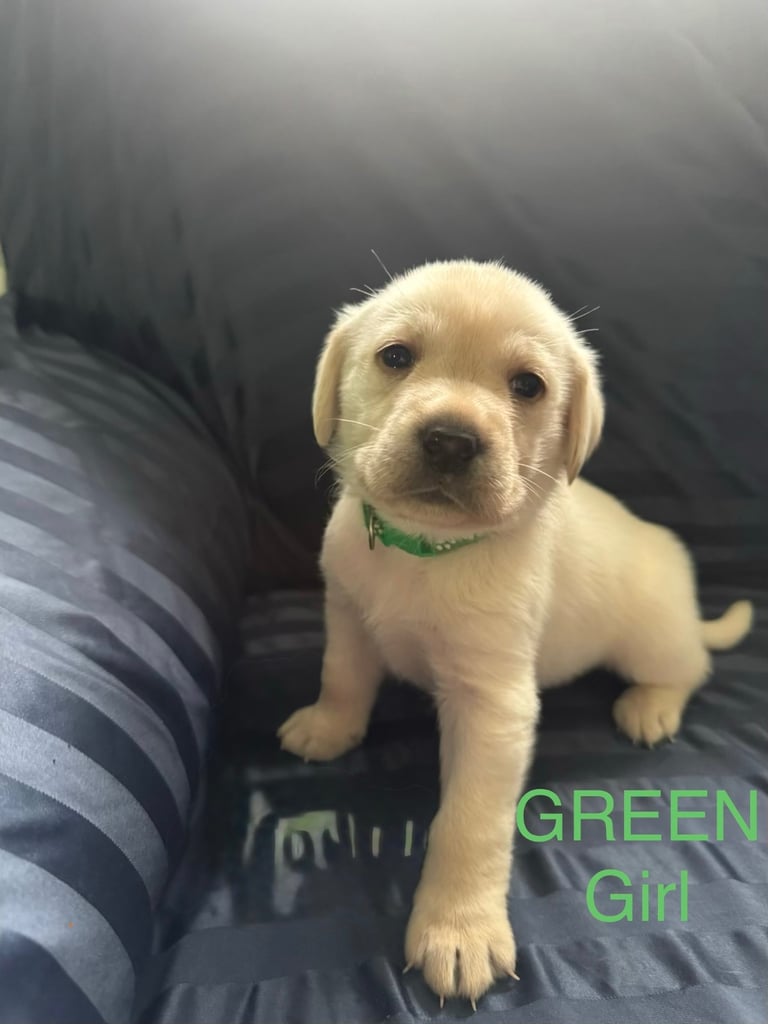 Big Chunky Labrador pups 