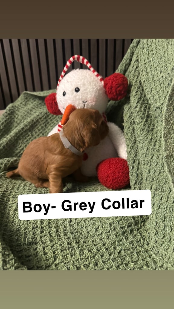 Adorable F2 Cockapoo Puppies Ready Soon! 🐶