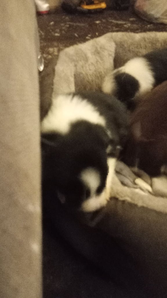 Collie puppies for sale 