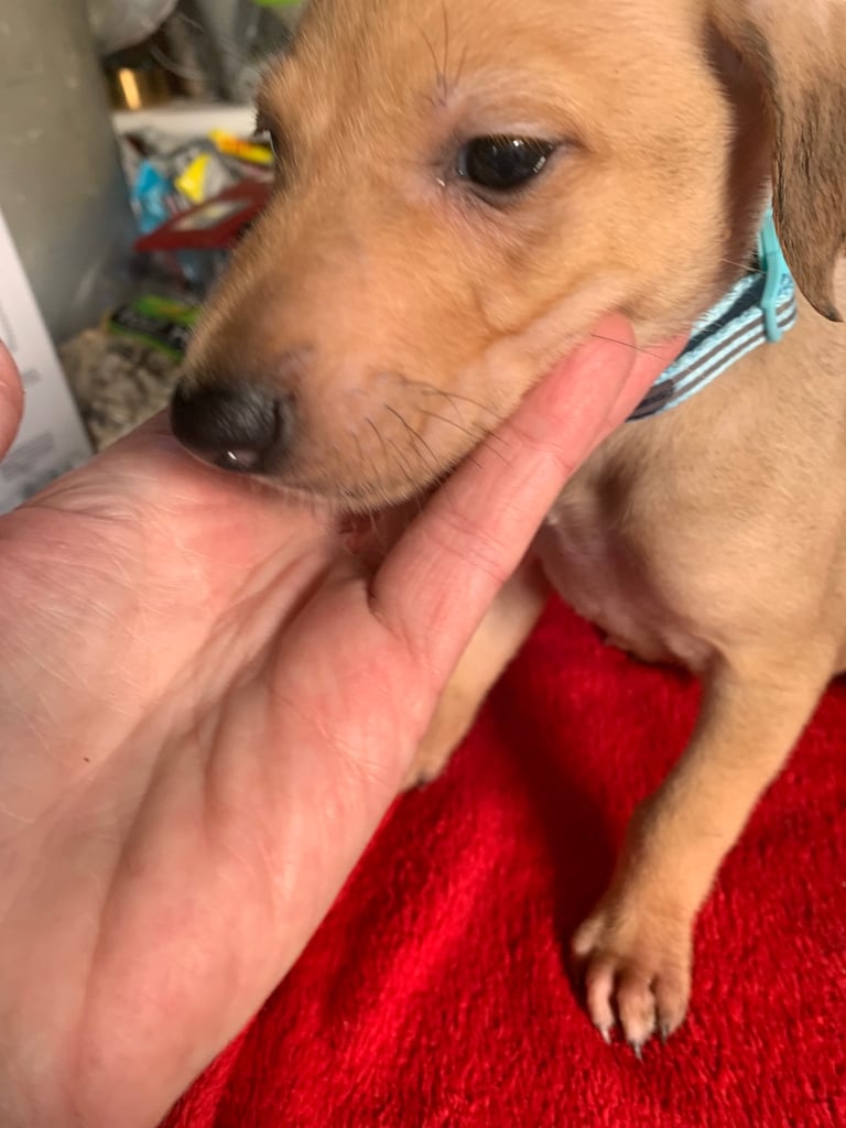 Lurcher pups