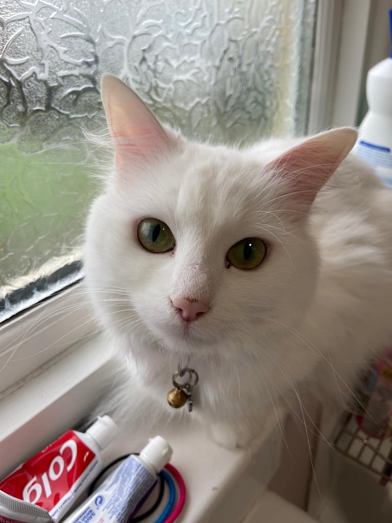 image for Ragdoll cross desperately needs a new home 