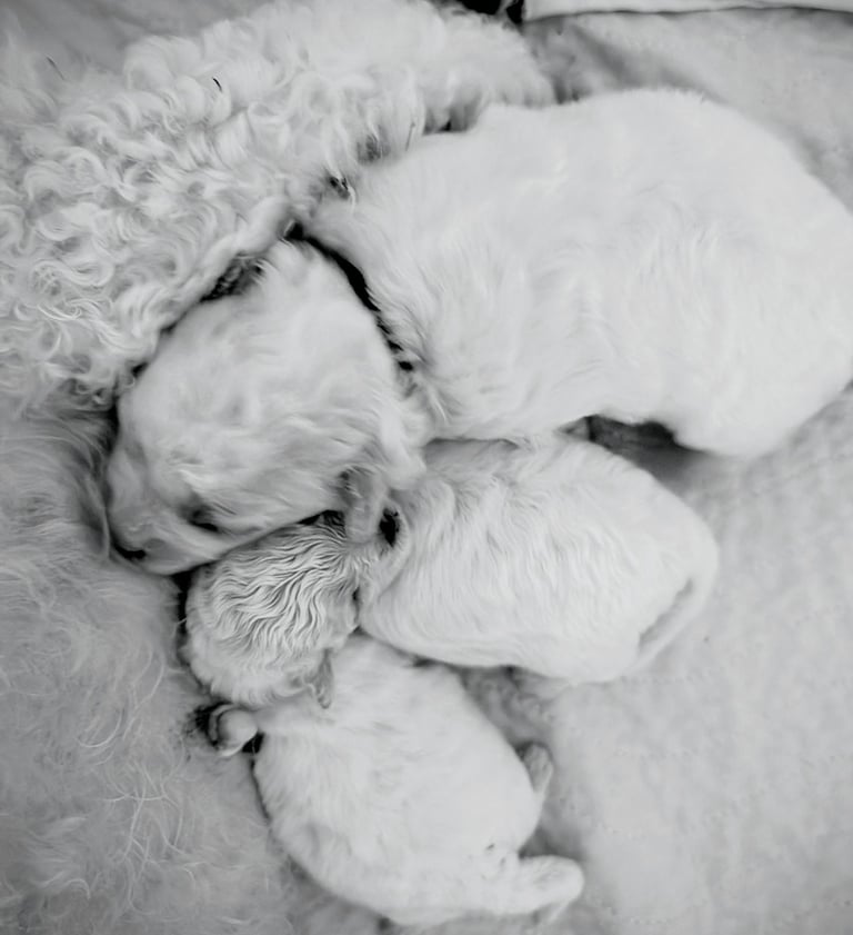 Barny and Bubba have had three lovely puppies 