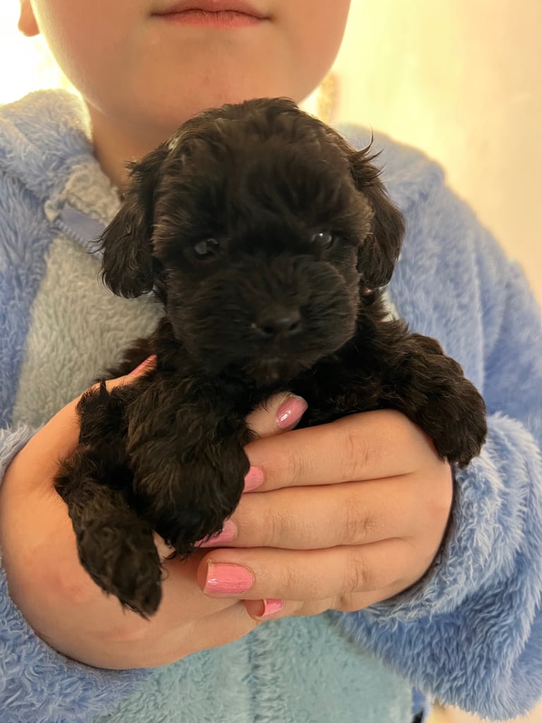 1 Gorgeous Black Female Cavapoo Puppy