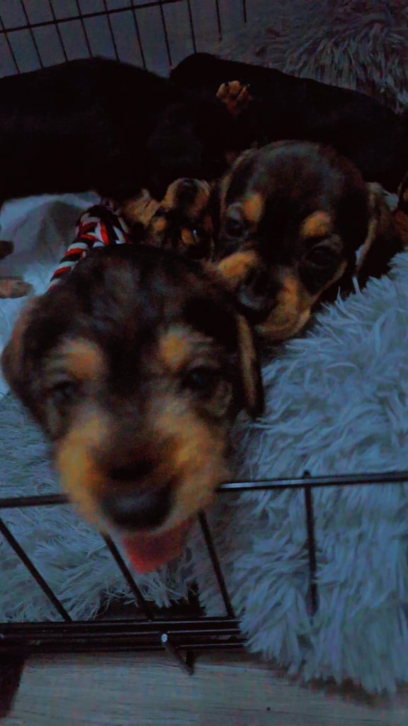 Doxle cross puppies 