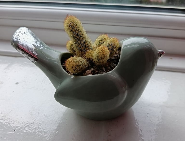 Cactus Houseplant - Lady Finger aka 'Mammillaria Elongata'