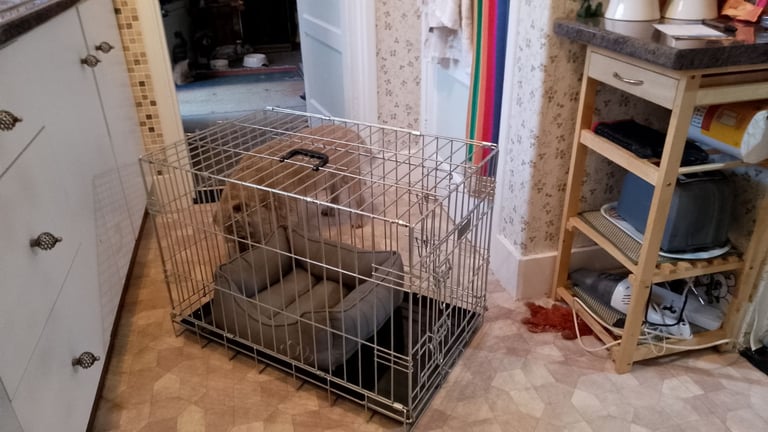 image for Dog crate 