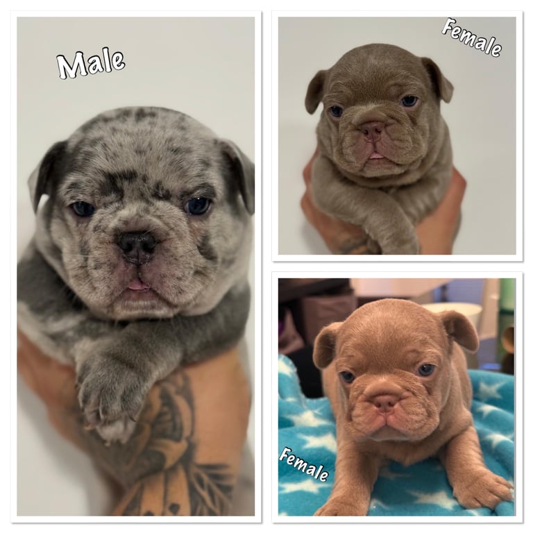 image for French bulldog puppies for sale 