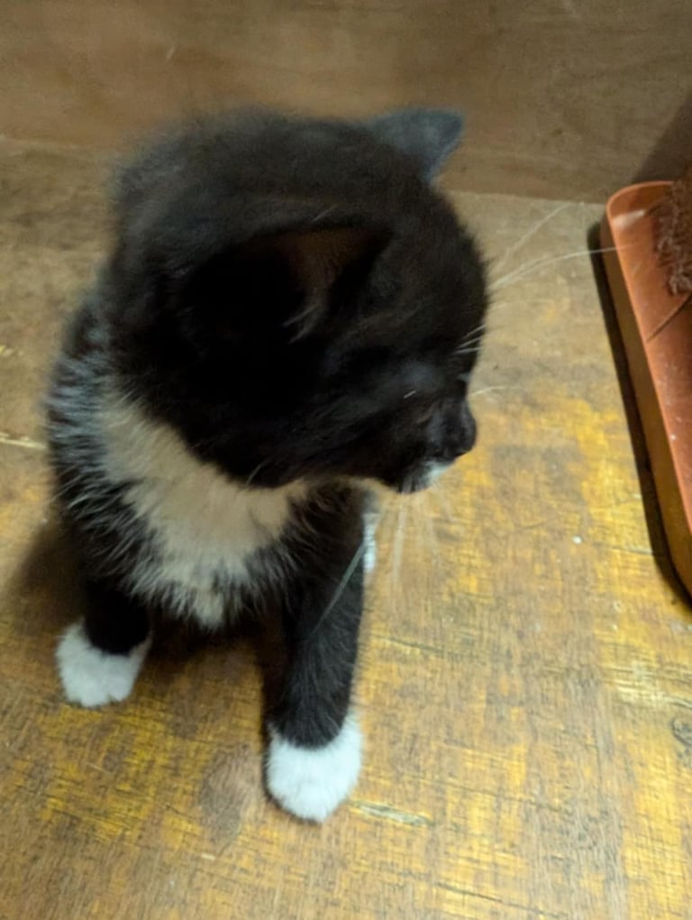 Kittens looking for forever homes 