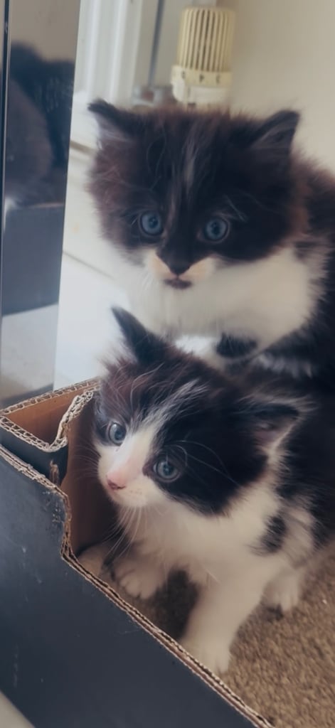 4 beautiful kittens ready to leave 