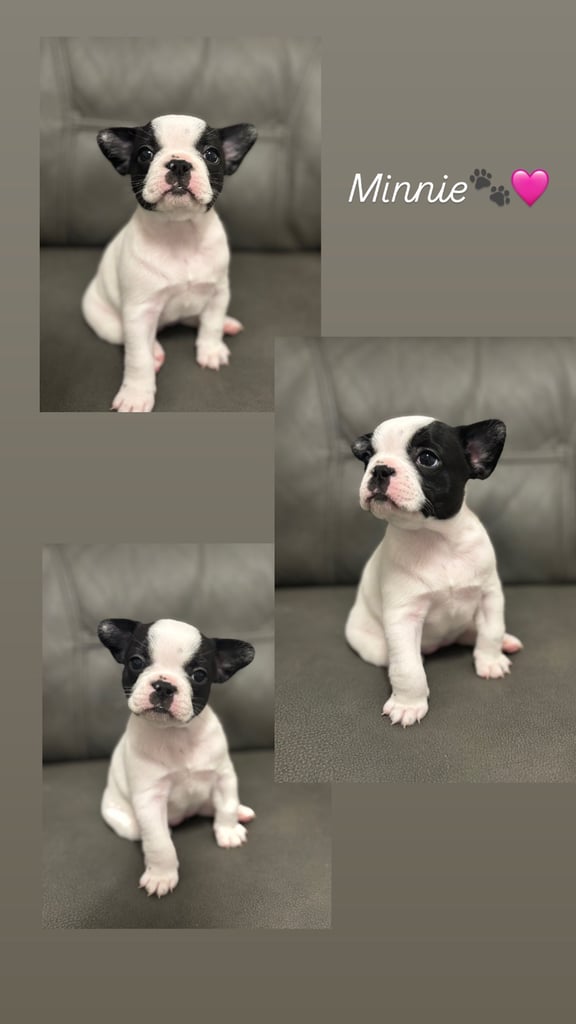 image for Beautiful pied French bulldog puppies