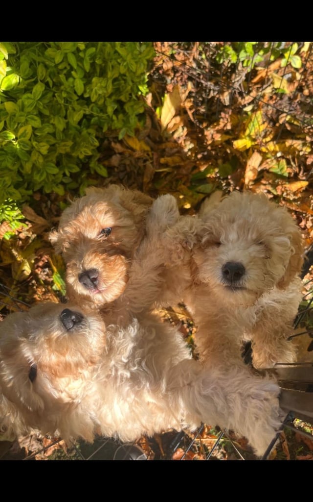 Cockapoo puppy# 1 puppy remaining#