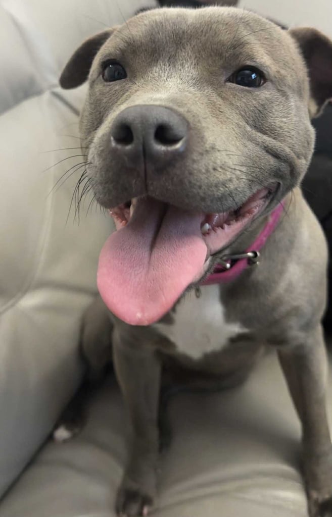 image for Staffordshire bull terrier 