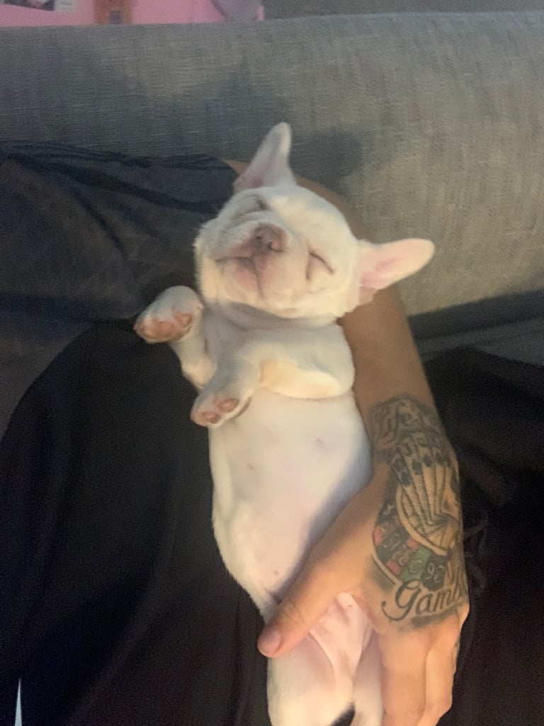 Frenchie puppies READY NOW 