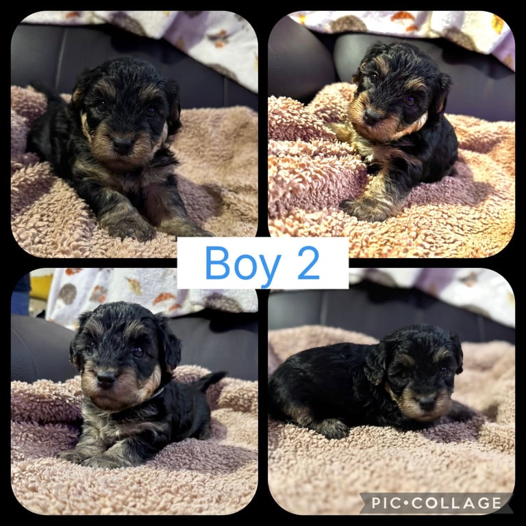 Yorkiepoo puppies for sale ( toy poodle x Yorkshire terrier 