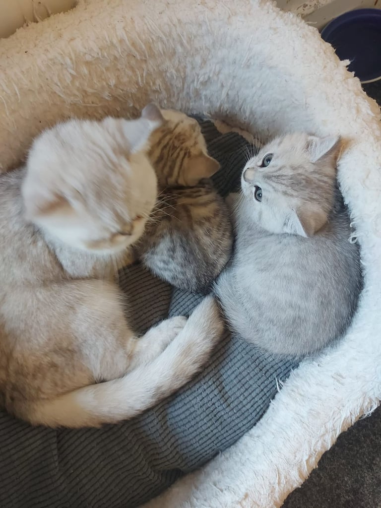 British shorthair kitten (FEMALE)