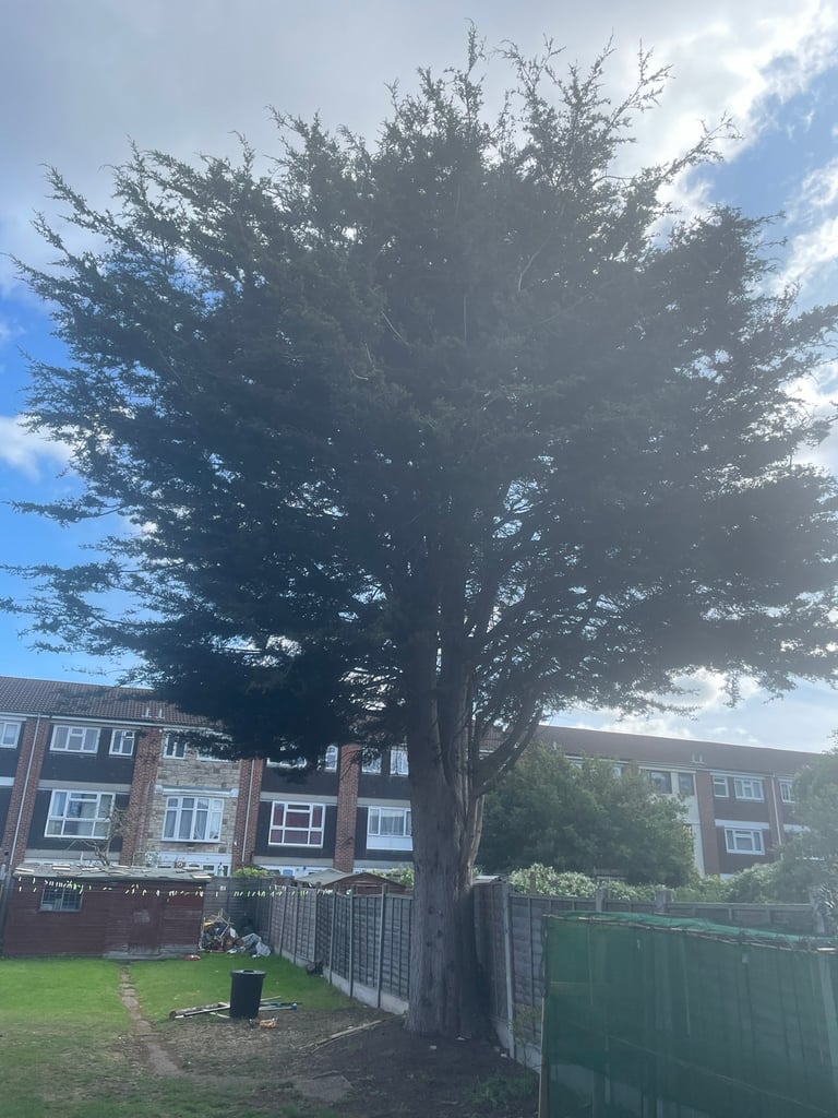 image for Petes tree surgeon garden clearance 