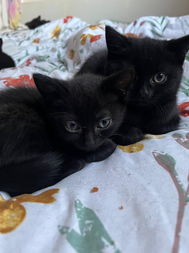 5 cute black kittens for sale 